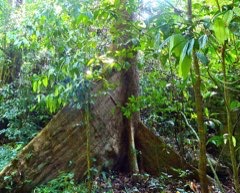 Octomeles sumatrana Ilimo Tree Octomeles sumatrana Ilimo Tree